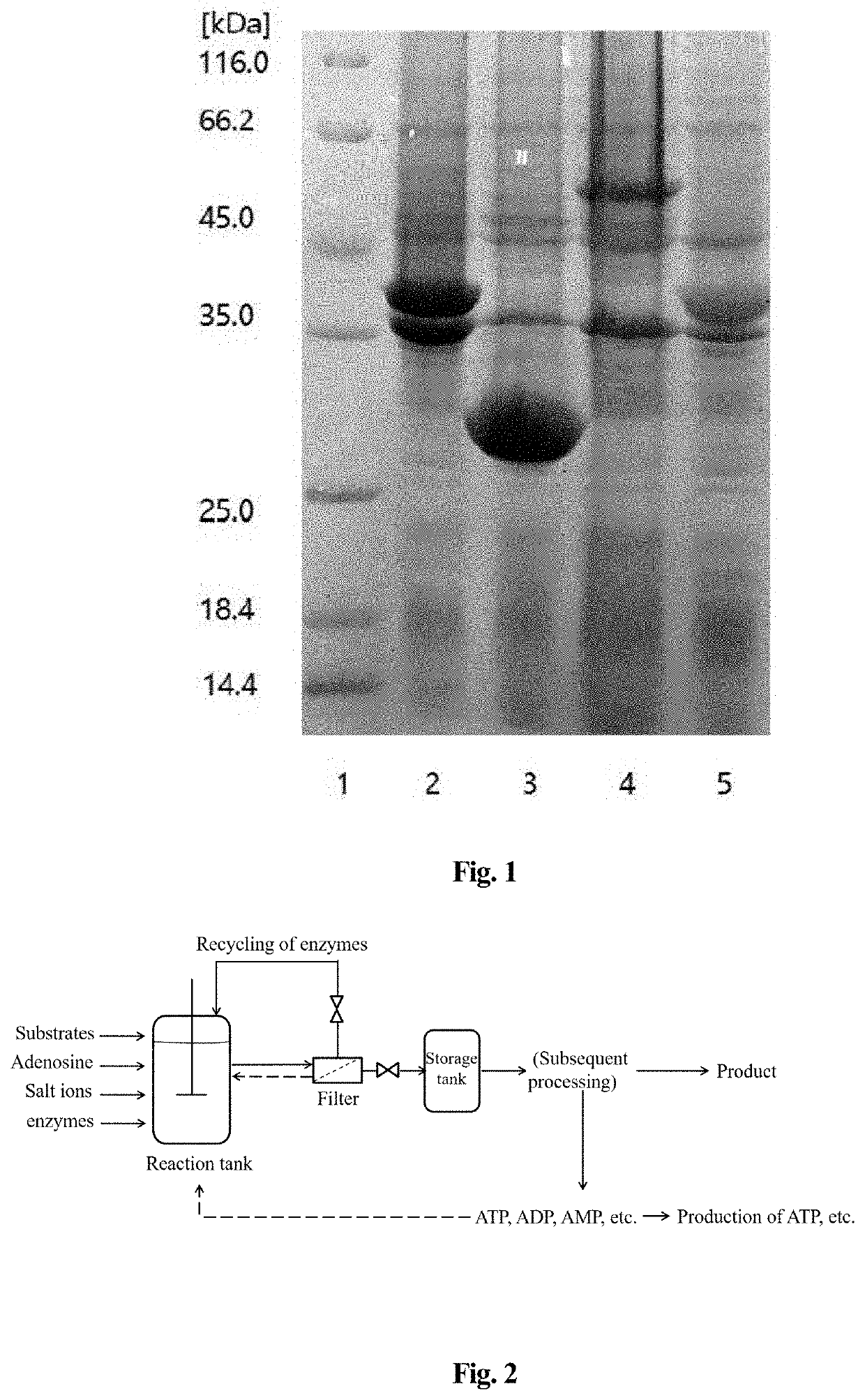 Method for producing enzymatic reaction by using adenosine to replace atp