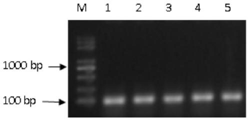 A miR-126 full-length gene knockout kit based on CRISPR-Cas9 technology and its application