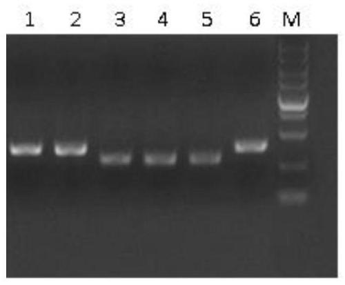 A miR-126 full-length gene knockout kit based on CRISPR-Cas9 technology and its application