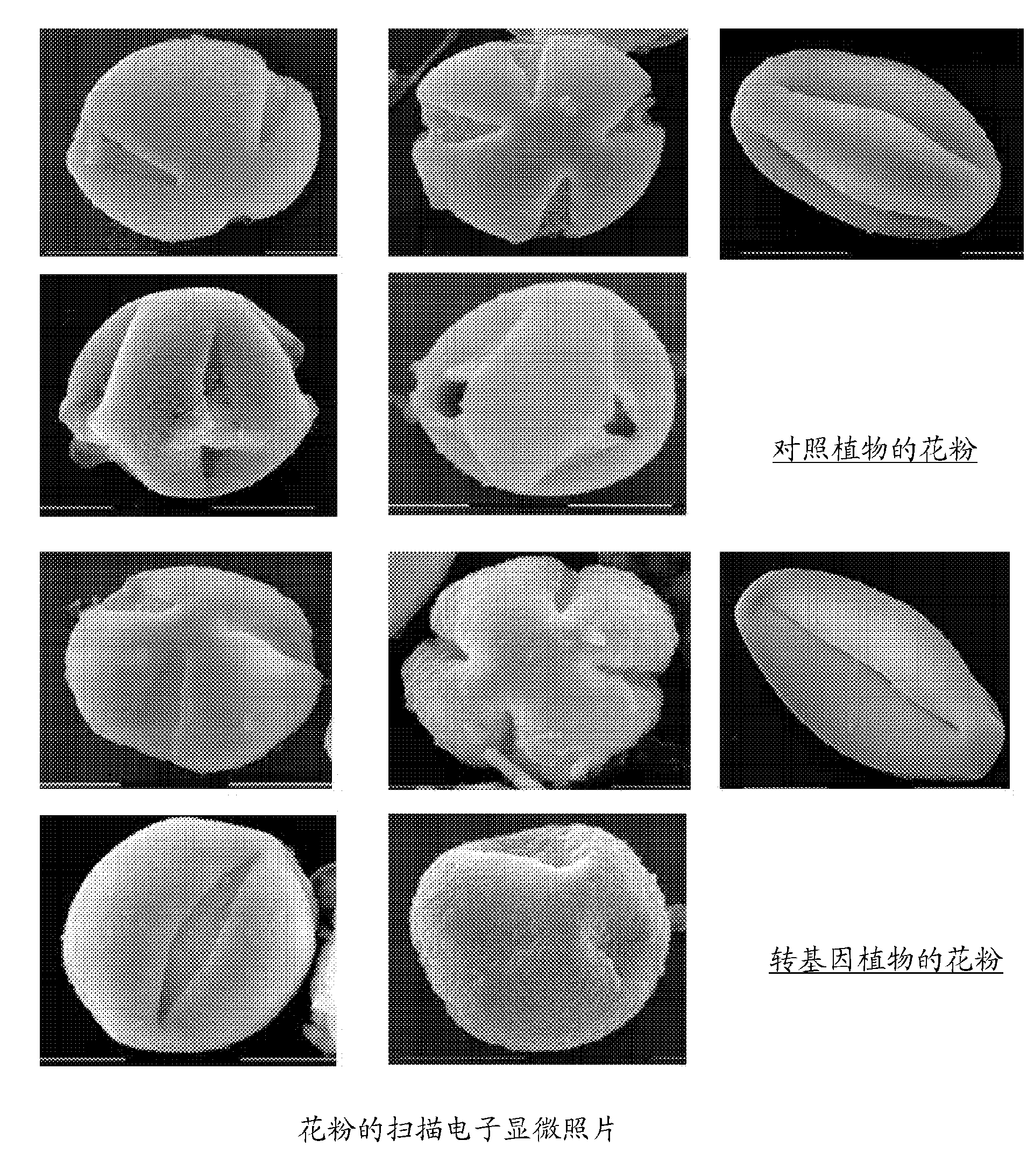 Method for producing male sterile plants