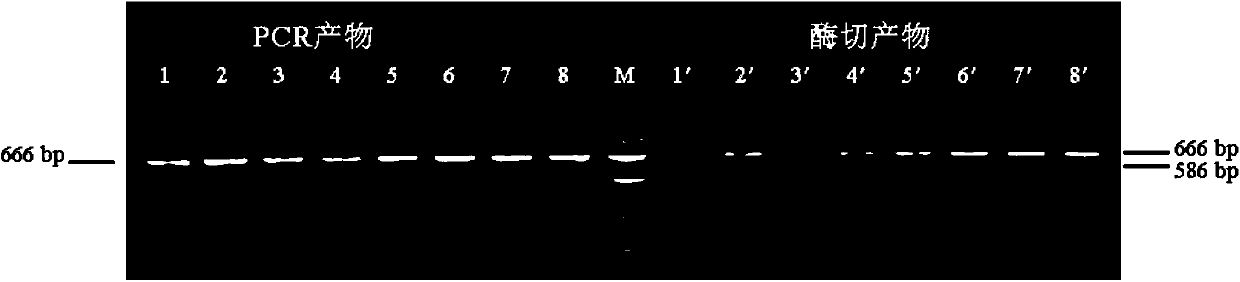 PCR-RFLP rapid detection method for common sturgeons