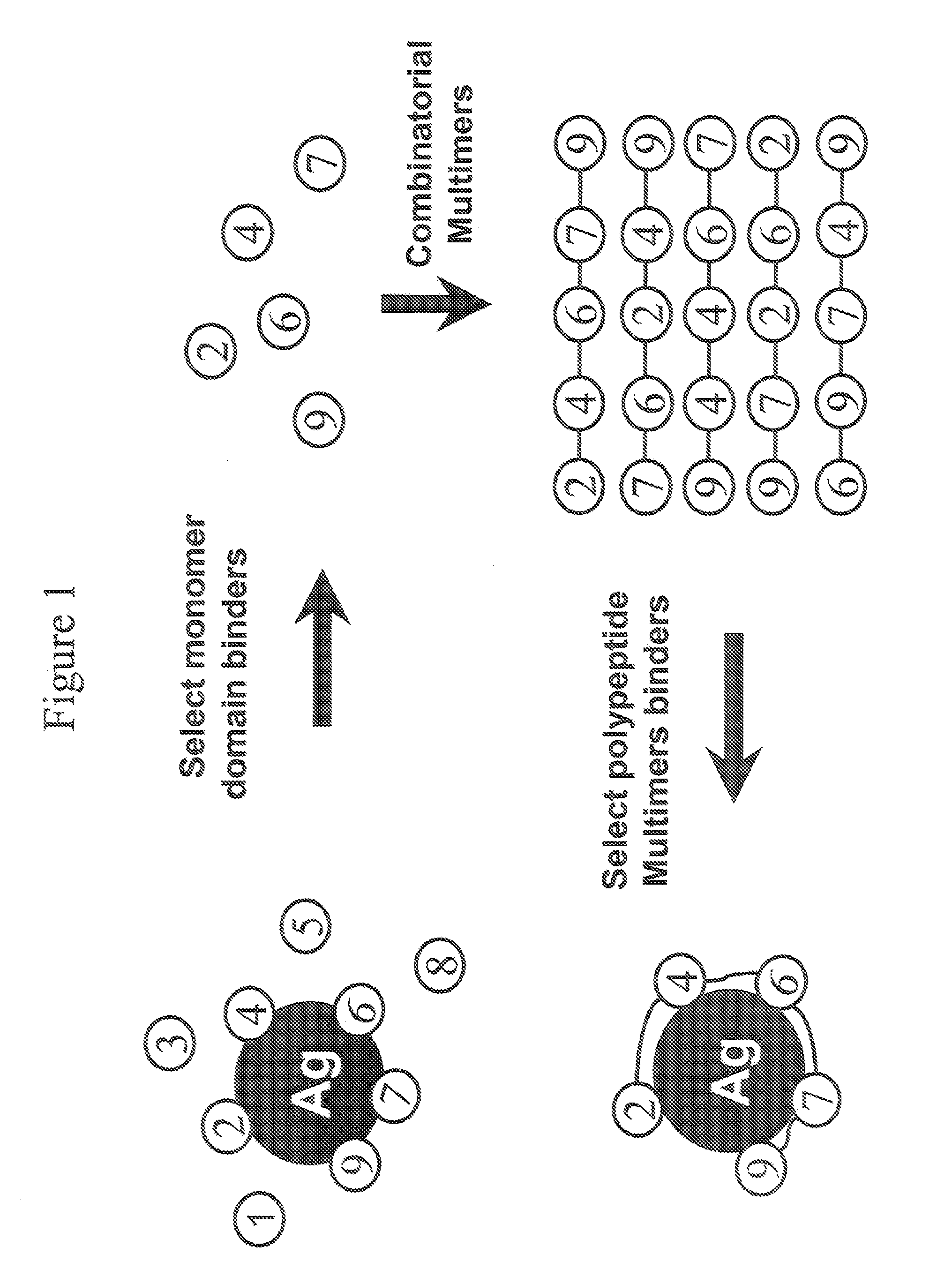 Protein scaffolds and uses thereof