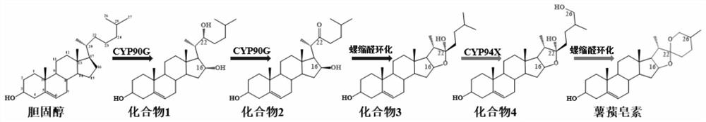 Dioscin synthesis-related proteins, coding genes and applications from Dioscorea scutellaria scutellaria