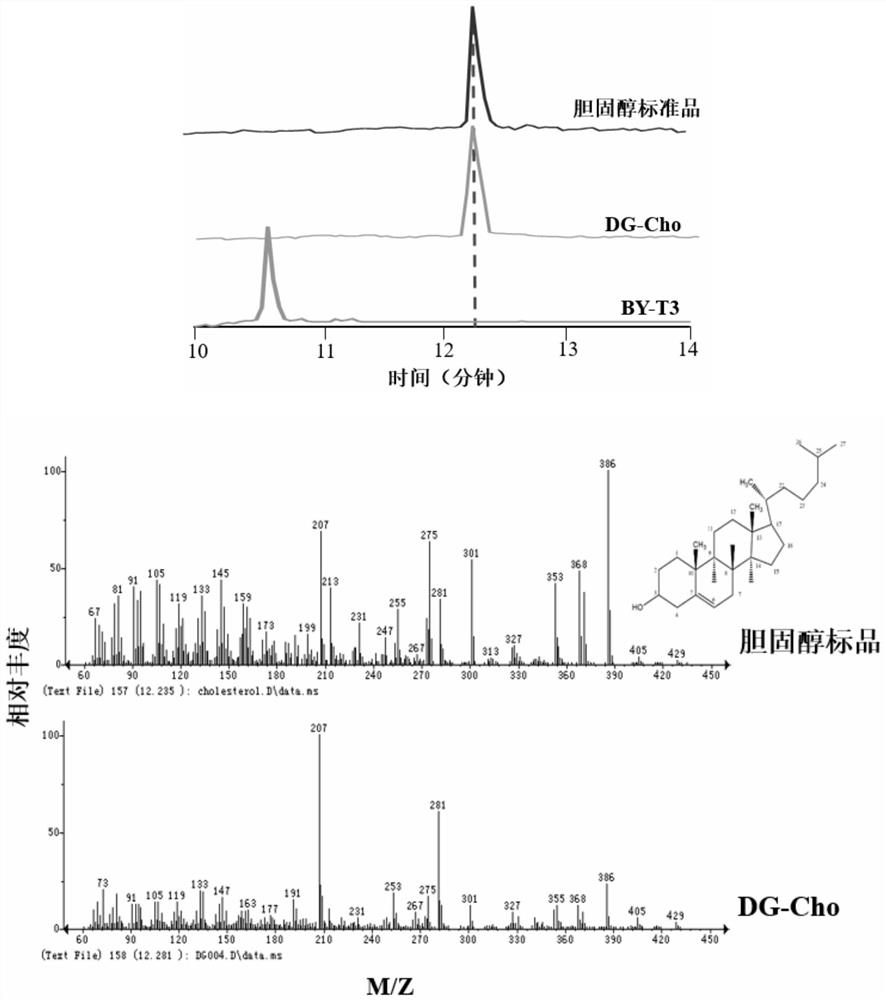 Dioscin synthesis-related proteins, coding genes and applications from Dioscorea scutellaria scutellaria