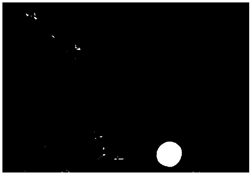 Fluorescent staining solution of detecting fungi