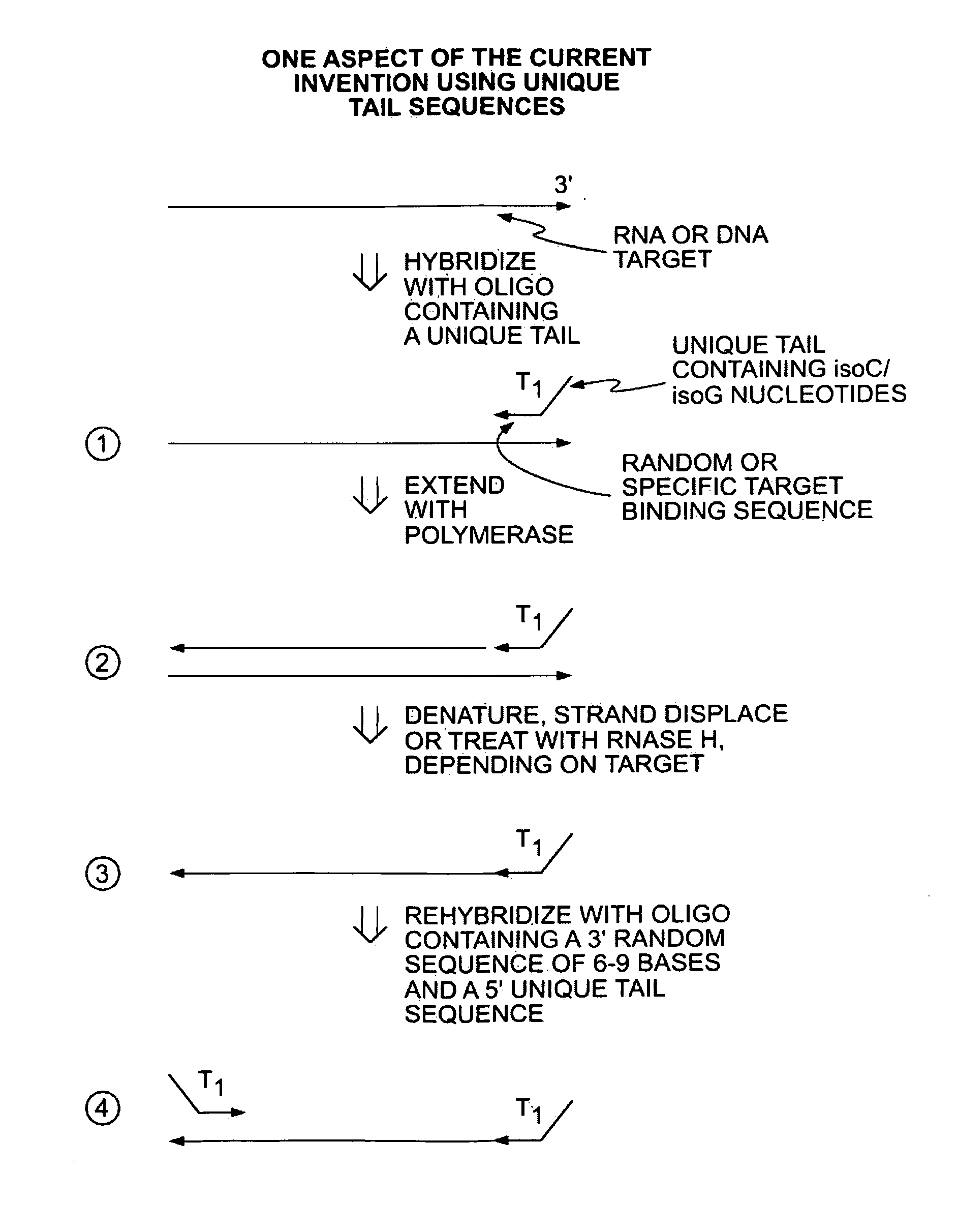 Methods for Amplifying a Complete Genome or Transcriptome