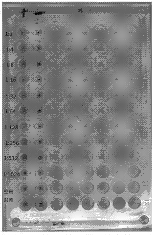 Haemophilus parasuis OppA recombinant protein antigen-containing forward haemophilus parasuis disease indirect hamagglutination diagnosis reagent and preparation method thereof