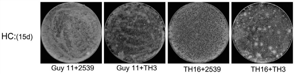 Hypha coating method for massively producing rice blast germ sexual generations