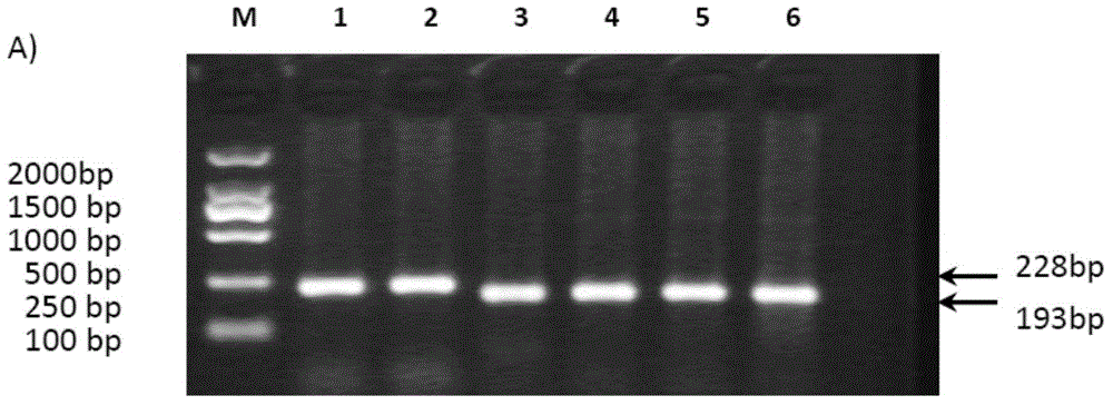 Method for identifying imprinted gene Rasgrf1 of domestic pig
