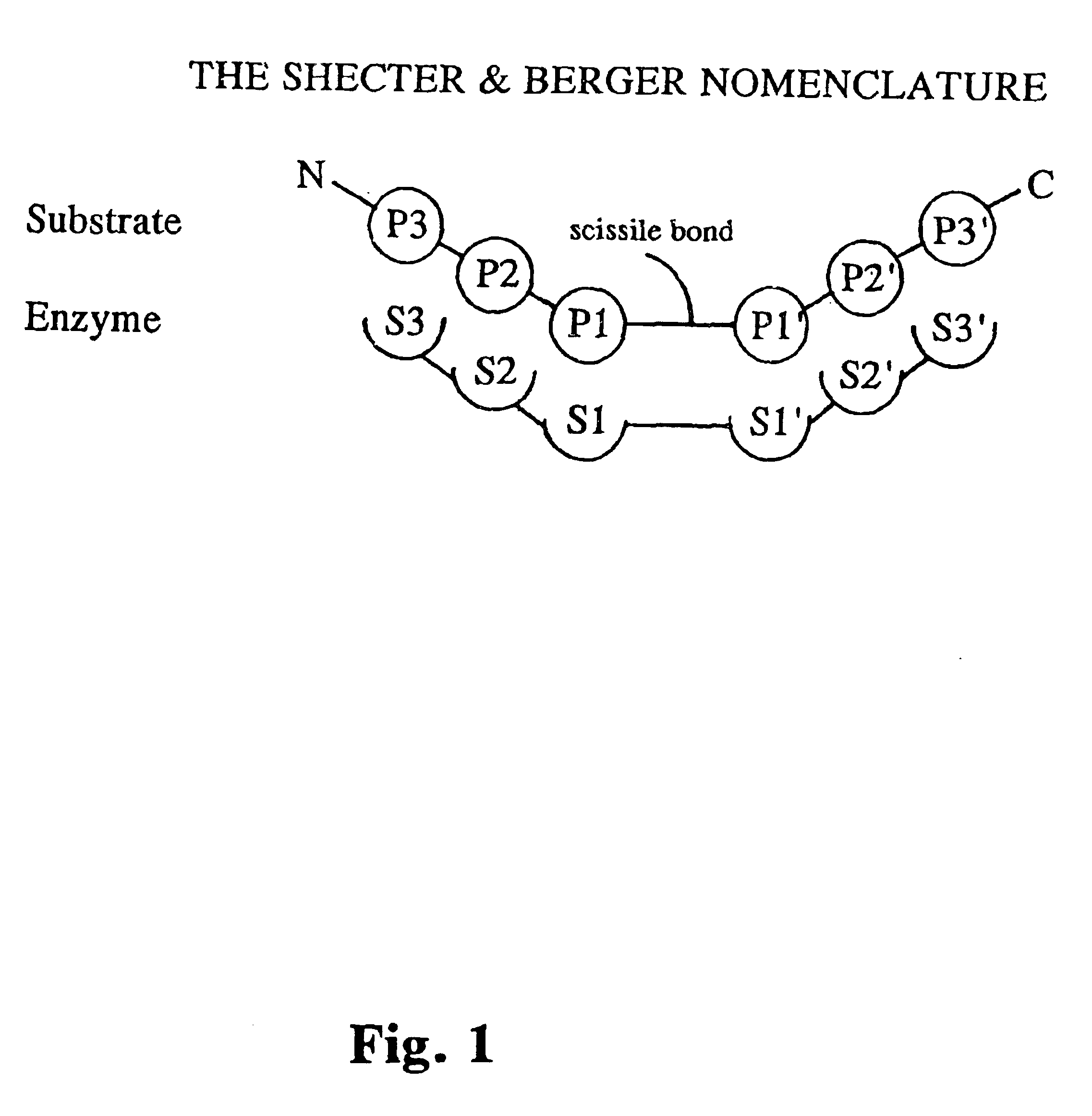 Tryptase substrates and assay for tryptase activity using same