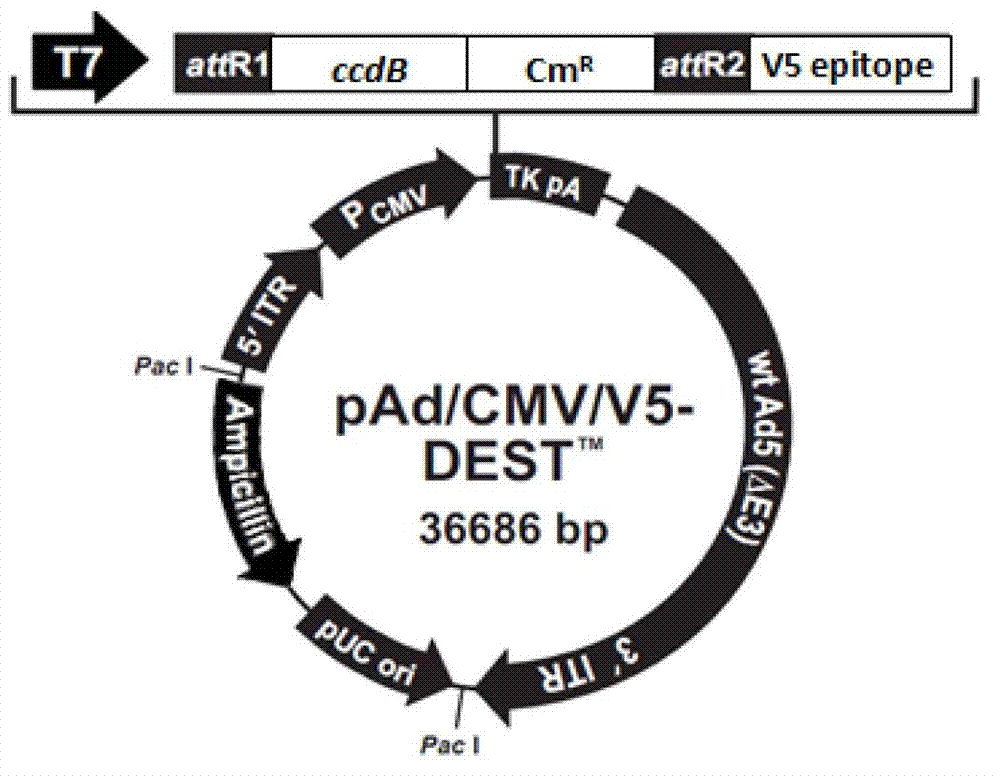 Improved adenovirus vector system, preparation and application of its virus particle