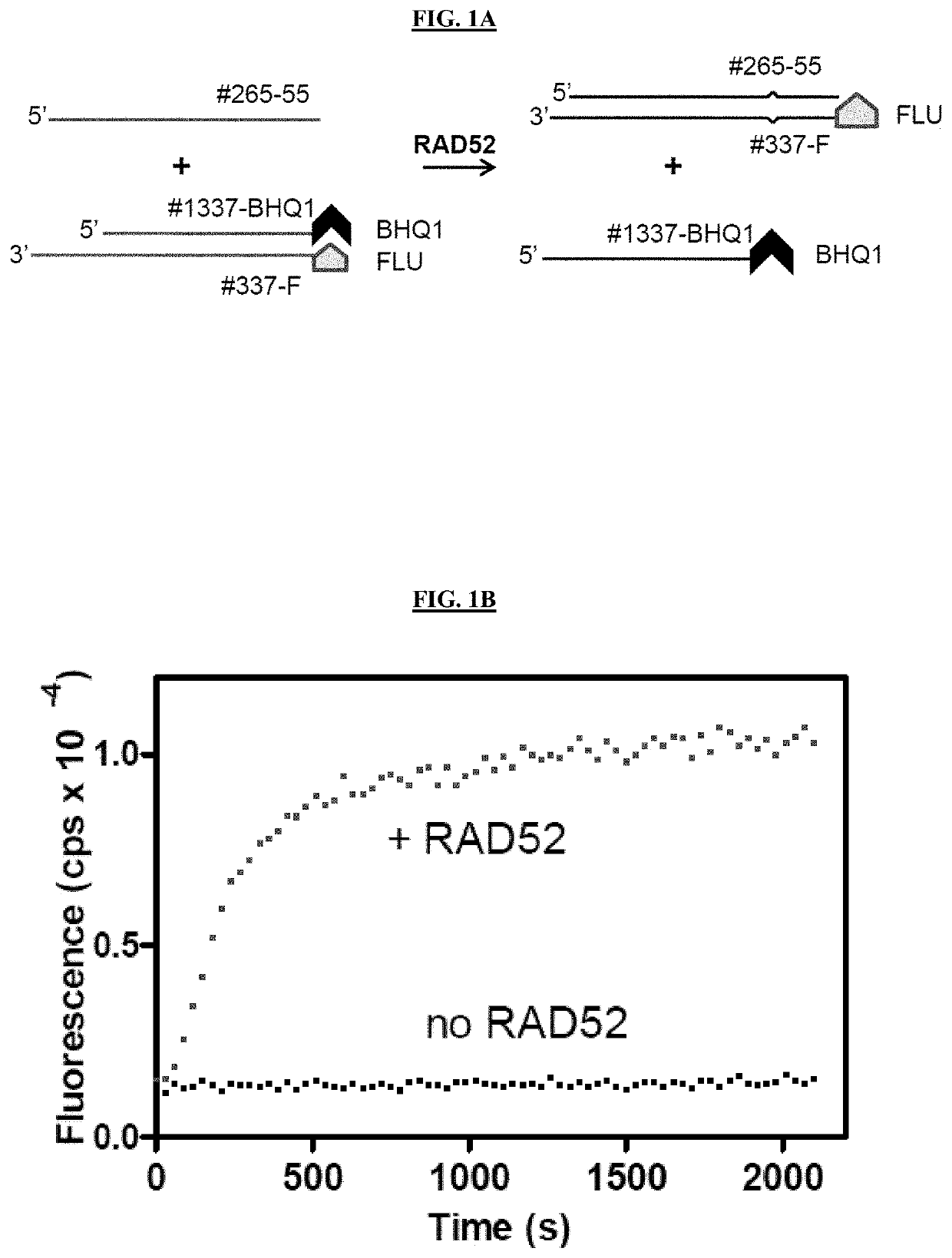 Inhibitors of RAD52 Recombination Protein and Methods Using Same