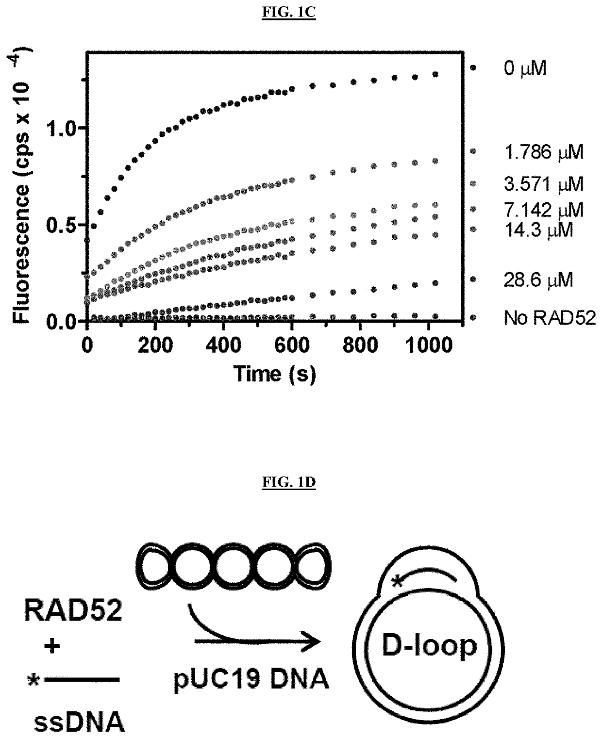 Inhibitors of RAD52 Recombination Protein and Methods Using Same