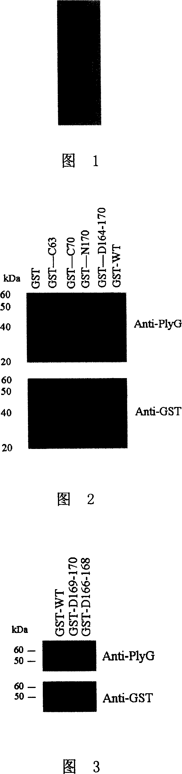 Antigen epitope and mutant of lyase in gamma bacteriophage of anthrax bacillus, and application