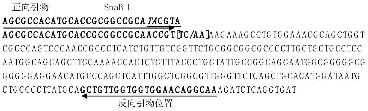 Rice large-grain gene function marker and application