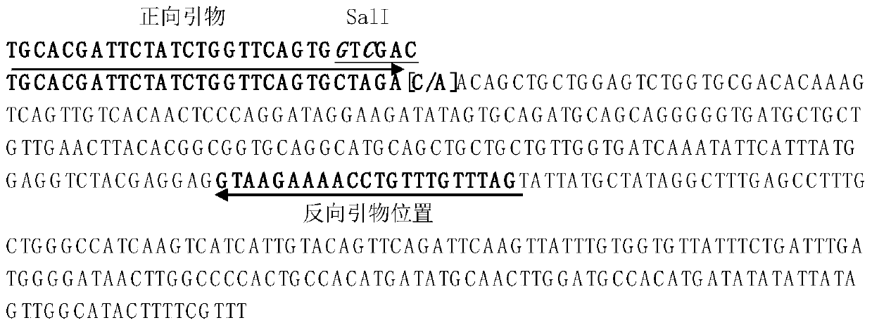 Rice large-grain gene function marker and application