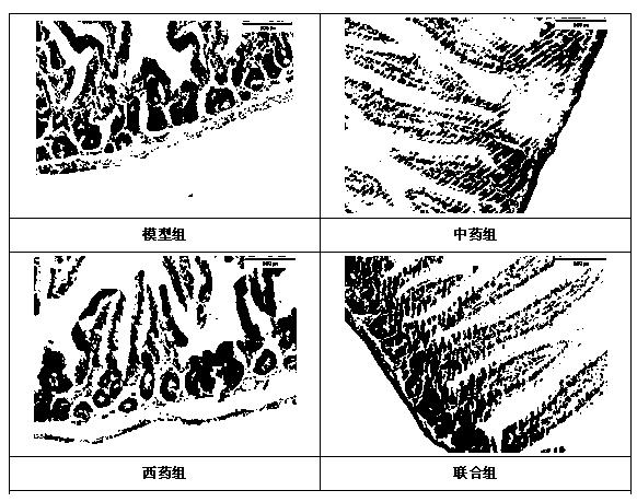 Traditional Chinese medicine compound capable of protecting intestinal mucosae after chemotherapy and application thereof