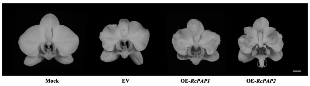An r2r3 MYB transcription factor that promotes anthocyanin formation in orchids