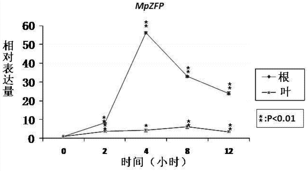 Pongamia pinnata stress tolerance relative gene MpZFP as well as coded protein and application thereof