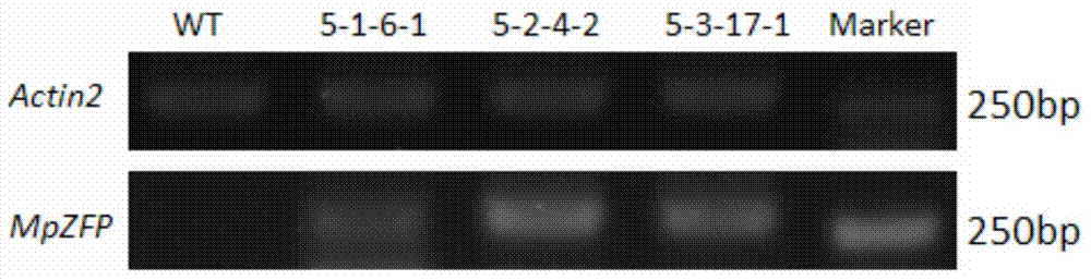 Pongamia pinnata stress tolerance relative gene MpZFP as well as coded protein and application thereof