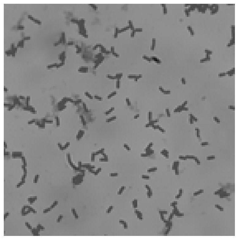 Microbacterium bn-88, microbial agent and its application in degrading petroleum hydrocarbons