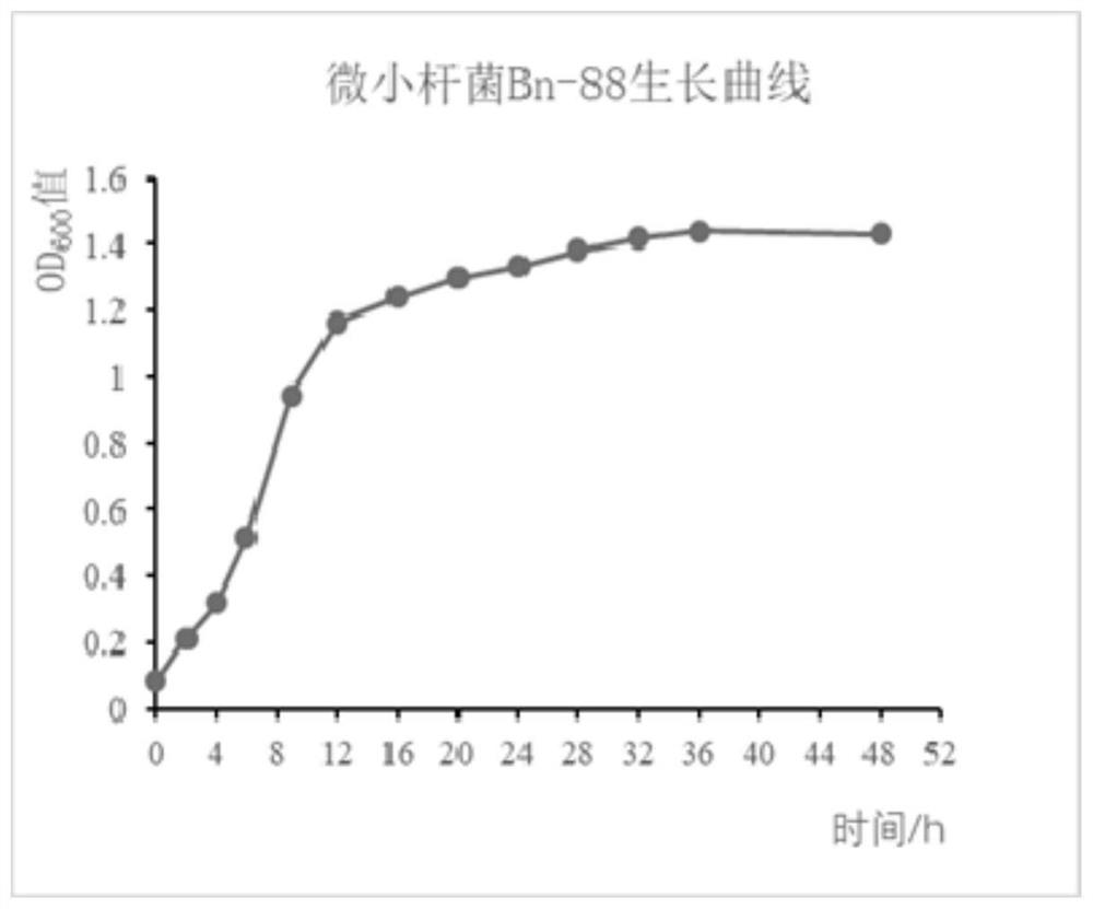 Microbacterium bn-88, microbial agent and its application in degrading petroleum hydrocarbons