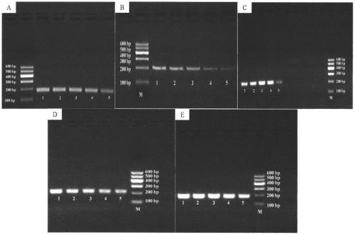 Primer for detecting inflammatory cytokines in rats with rheumatoid arthritis and method thereof