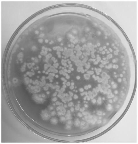 Preparation and regeneration method for hirsutella sinensis protoplast