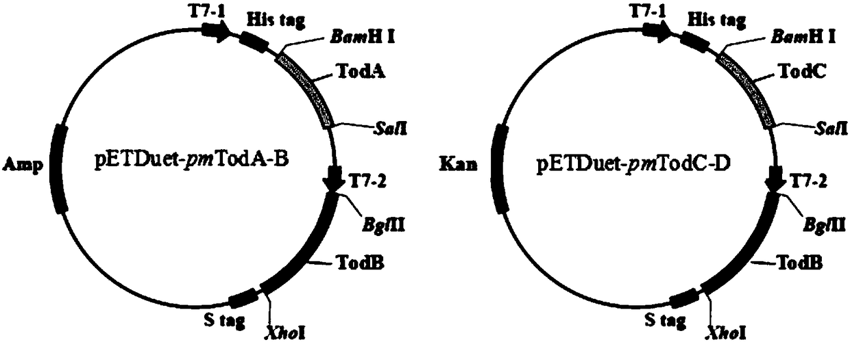 Monooxygenase complex and application thereof in chiral sulfoxide synthesis