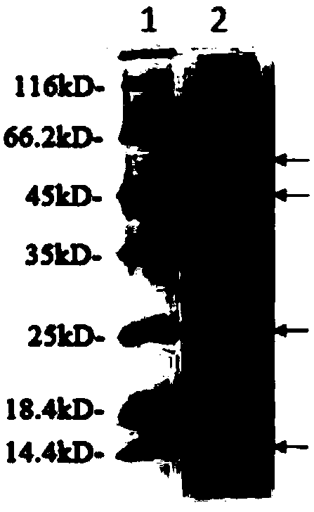 Monooxygenase complex and application thereof in chiral sulfoxide synthesis