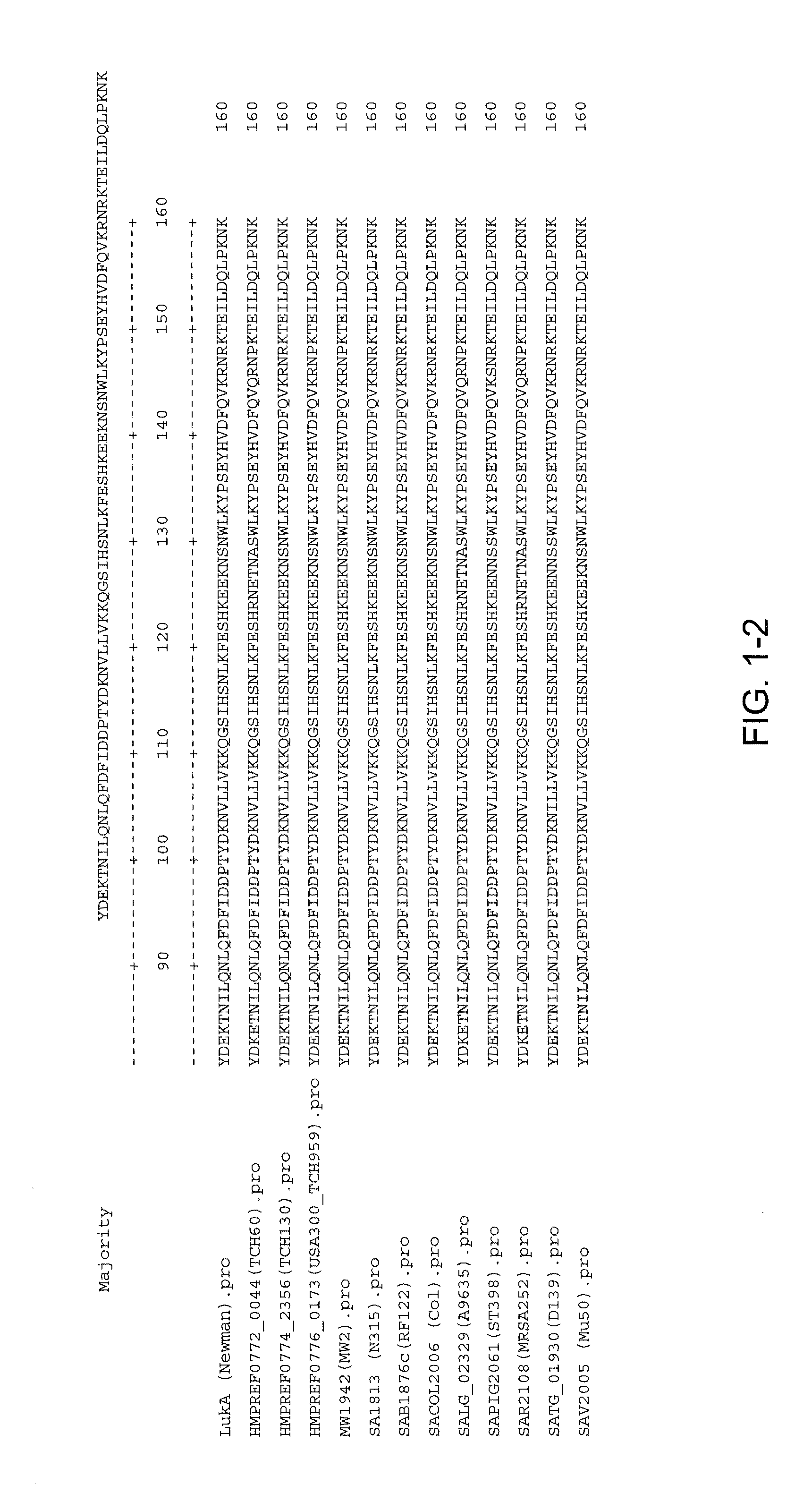 Staphylococcus aureus leukocidins, therapeutic compositions, and uses thereof