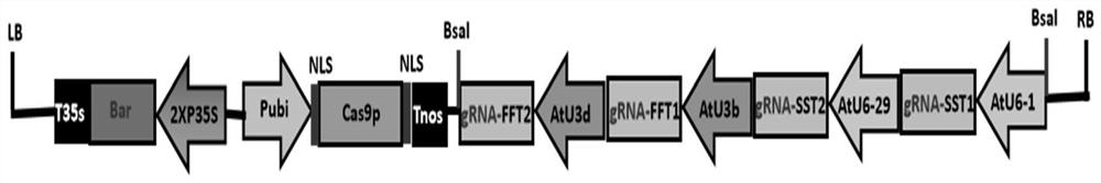 Simultaneous Knockout of 1-sst and 1-fft Genes in Rubbergrass Using the CRISPR/Cas9 System