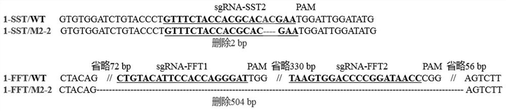 Simultaneous Knockout of 1-sst and 1-fft Genes in Rubbergrass Using the CRISPR/Cas9 System