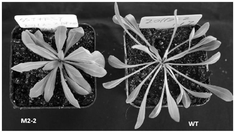 Simultaneous Knockout of 1-sst and 1-fft Genes in Rubbergrass Using the CRISPR/Cas9 System