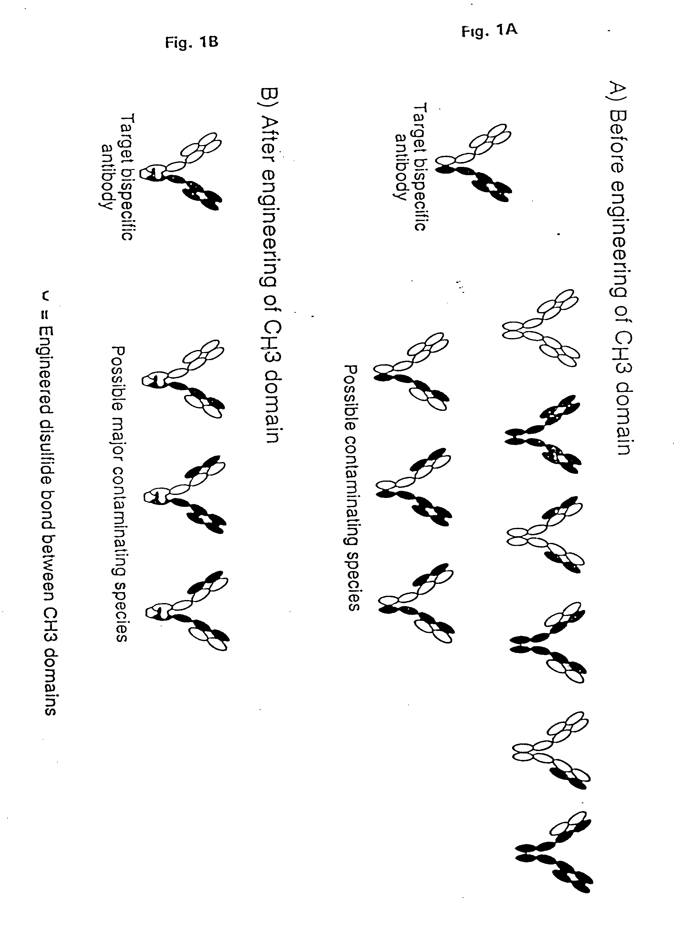 Method for Making Multispecific Antibodies Having Heteromultimeric and Common Components