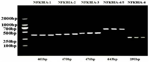 Molecular marker related with cashmere fineness trait and detection primer and application of molecular marker related with cashmere fineness trait