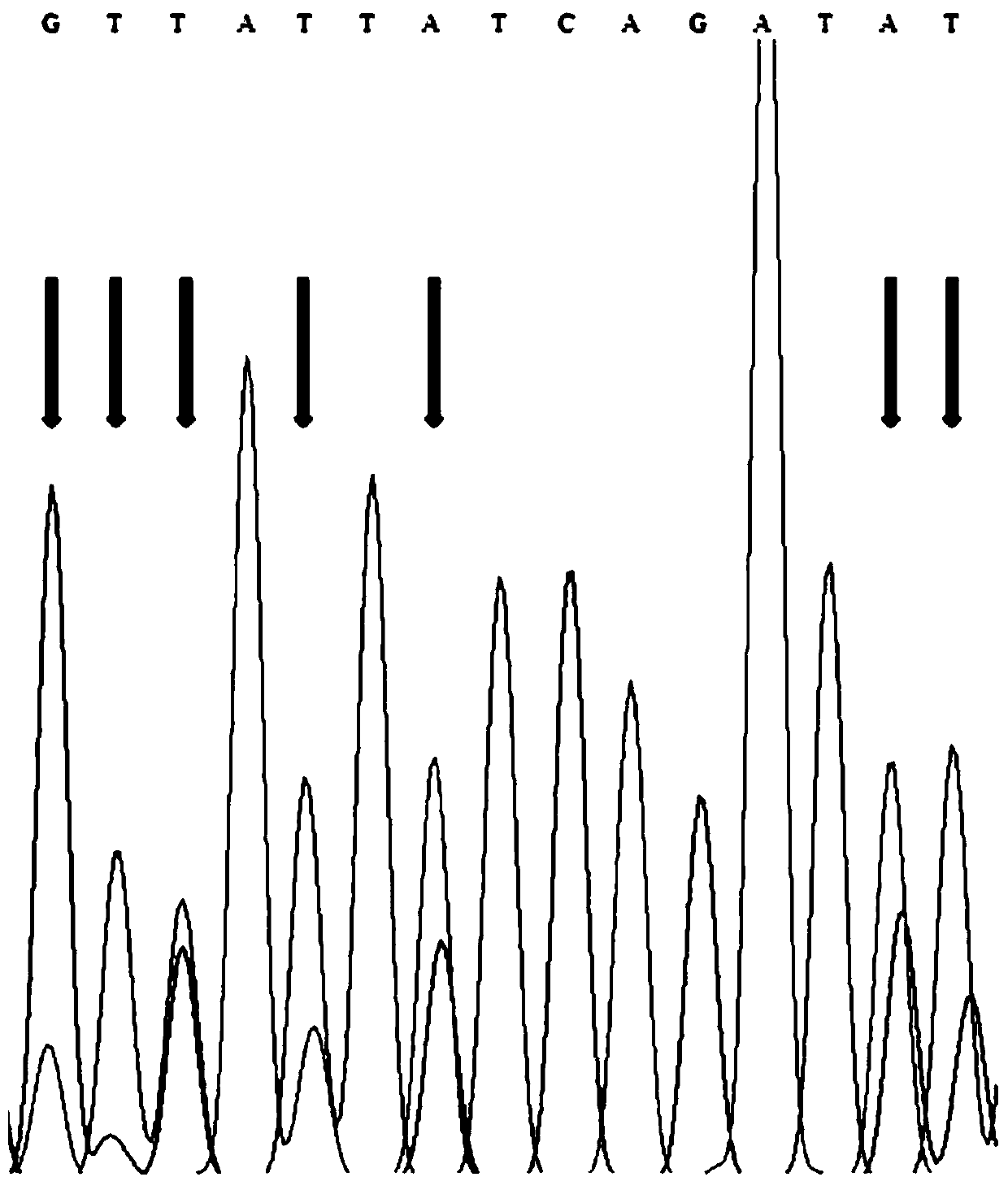 A functional molecular marker of rice blast resistance gene pi2 and its application