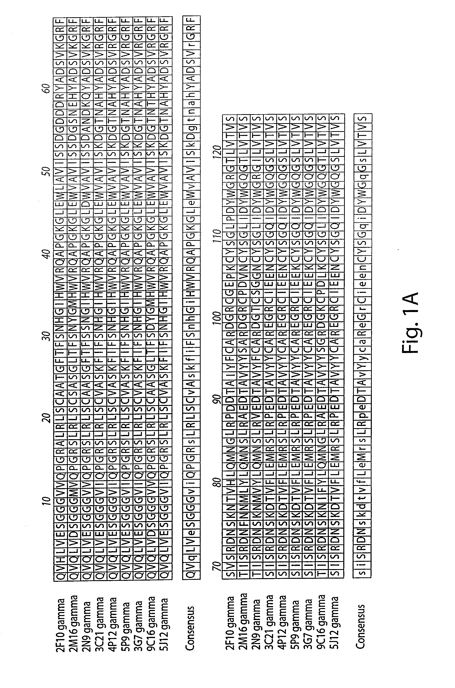 Compositions and Methods for the Therapy and Diagnosis of Cytomegalovirus