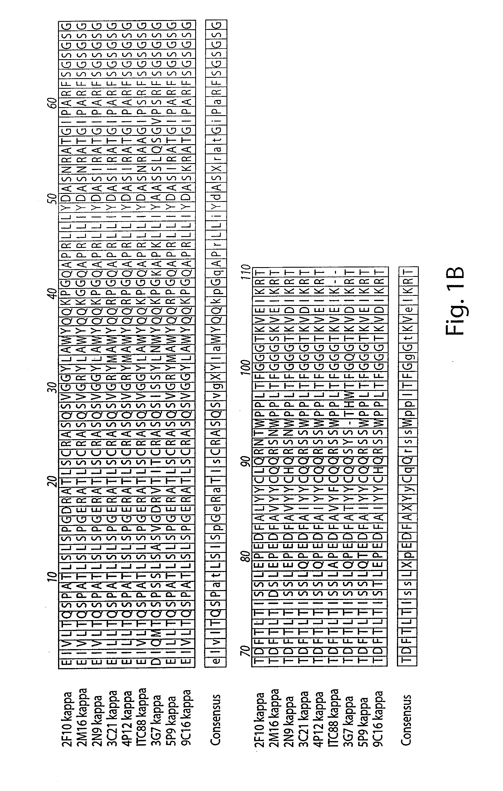 Compositions and Methods for the Therapy and Diagnosis of Cytomegalovirus