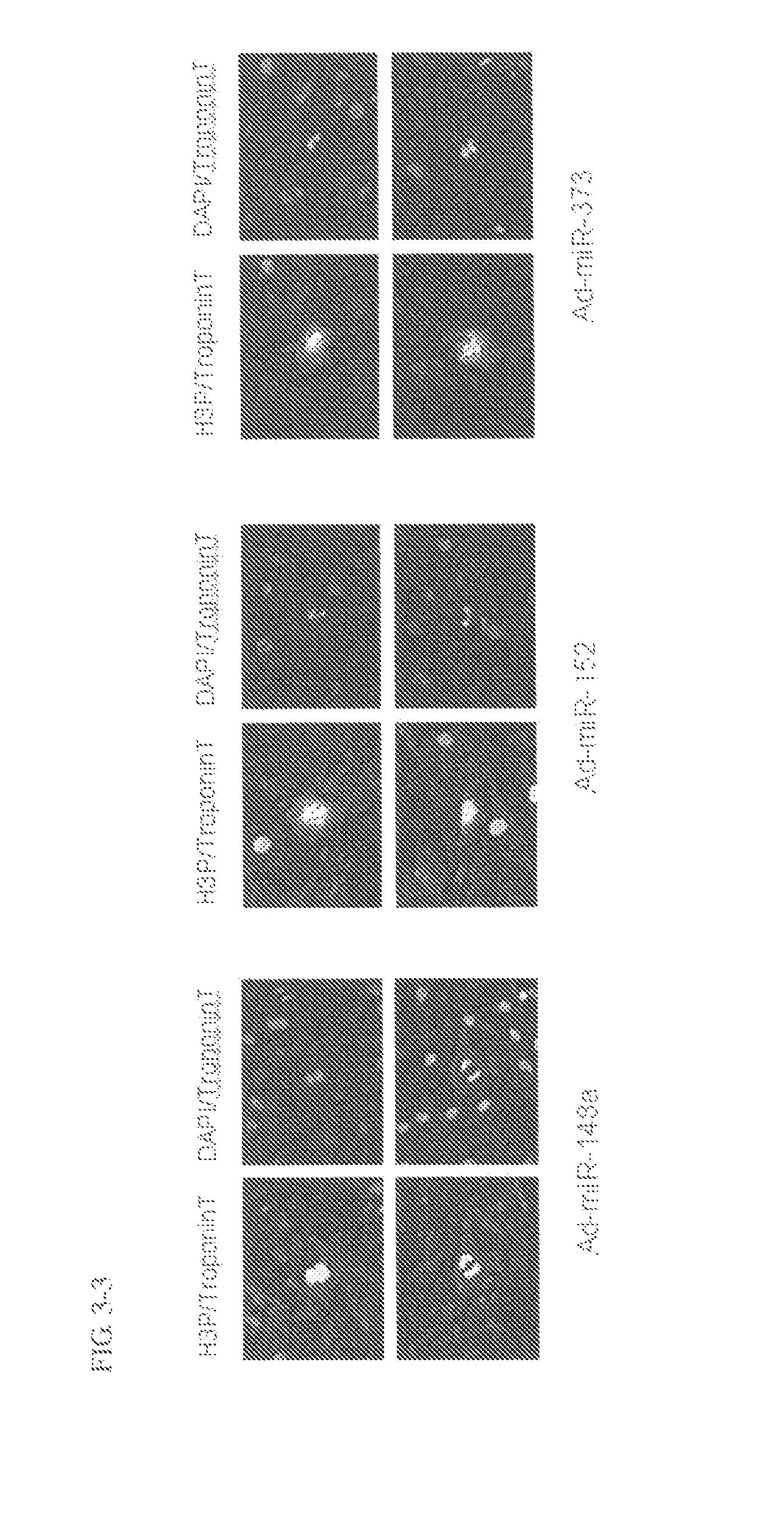 Method for proliferation cardiomyocytes using micro-rna