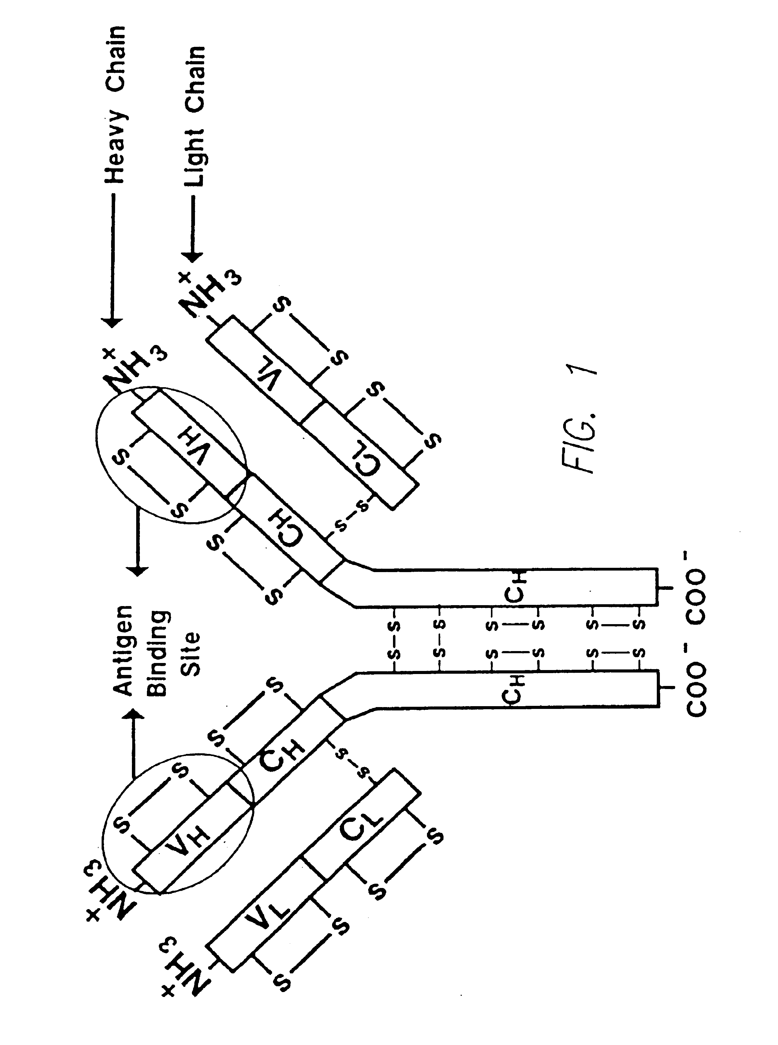 Method for tapping the immunological repertoire