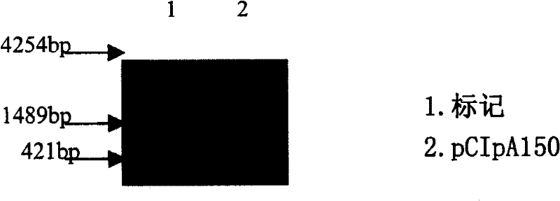 Construction of HER2/neu mRNA in vitro transcription vector and use thereof