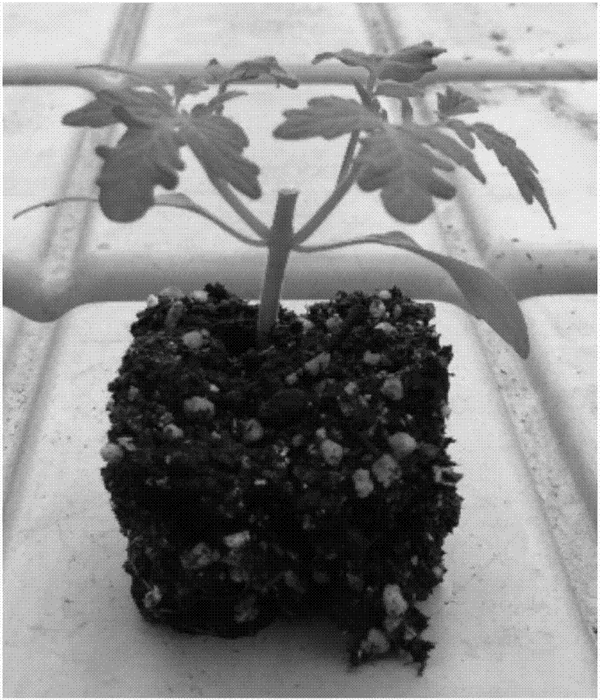 Method for cultivating grafted tomato seedling with two sprouts