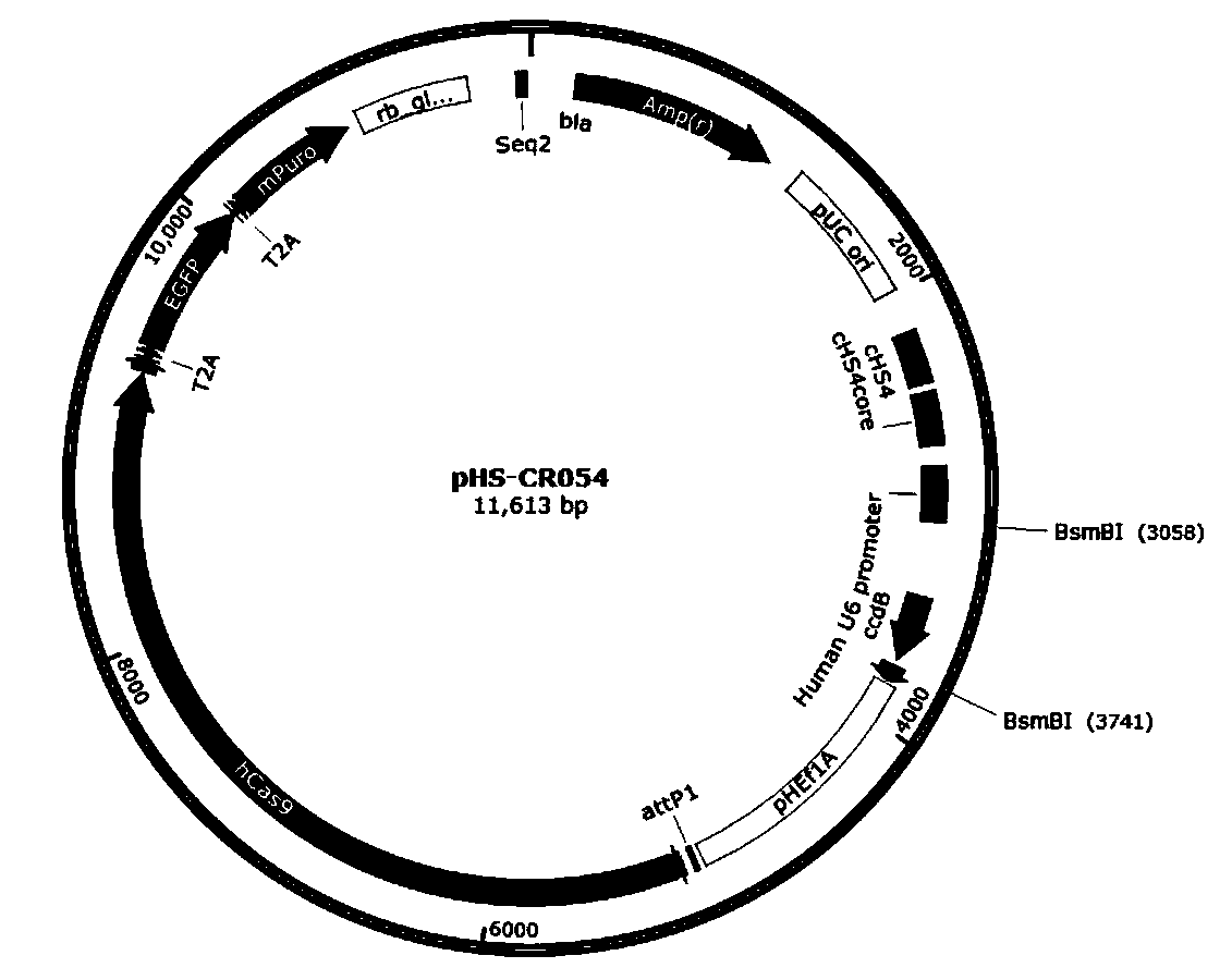 Method for knocking out pig GOT1 gene by CRISPR/Cas9 system
