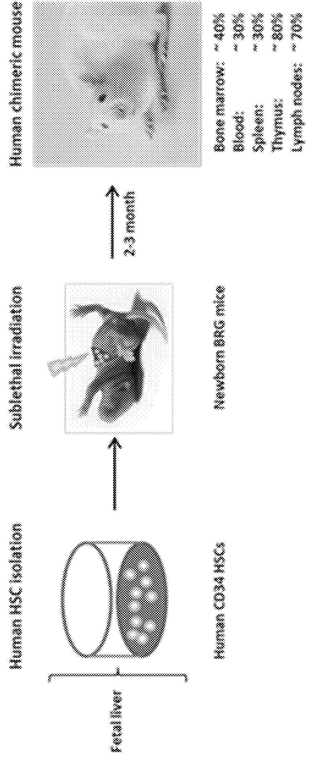 Generation of human macrophages in immunodeficient non-human hosts