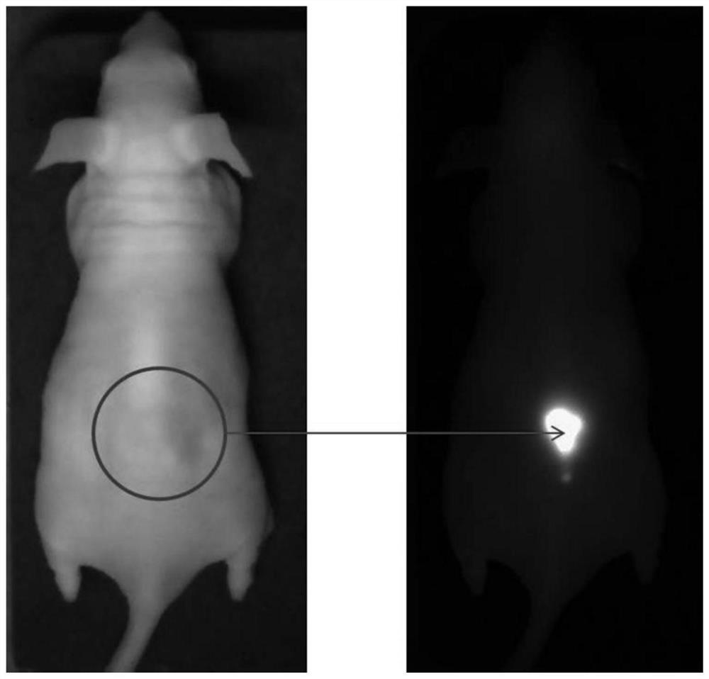 A new application of near-infrared region II quantum dots containing selenium