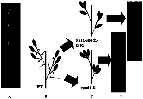 Plant peduncle development related protein, and coding gene and application thereof