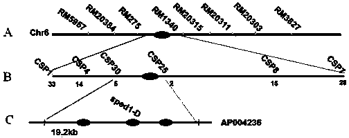 Plant peduncle development related protein, and coding gene and application thereof