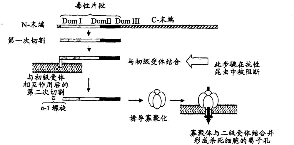 Method for suppressing Bt (Bacillus thuringiensis) CRY toxin resistance of insects by using toxins needing no cadherin receptors