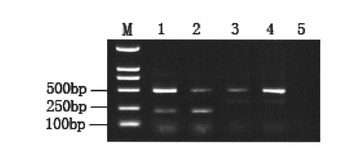 Genotyping detection method of drug resistance to Sanmate of Fusarium graminearum